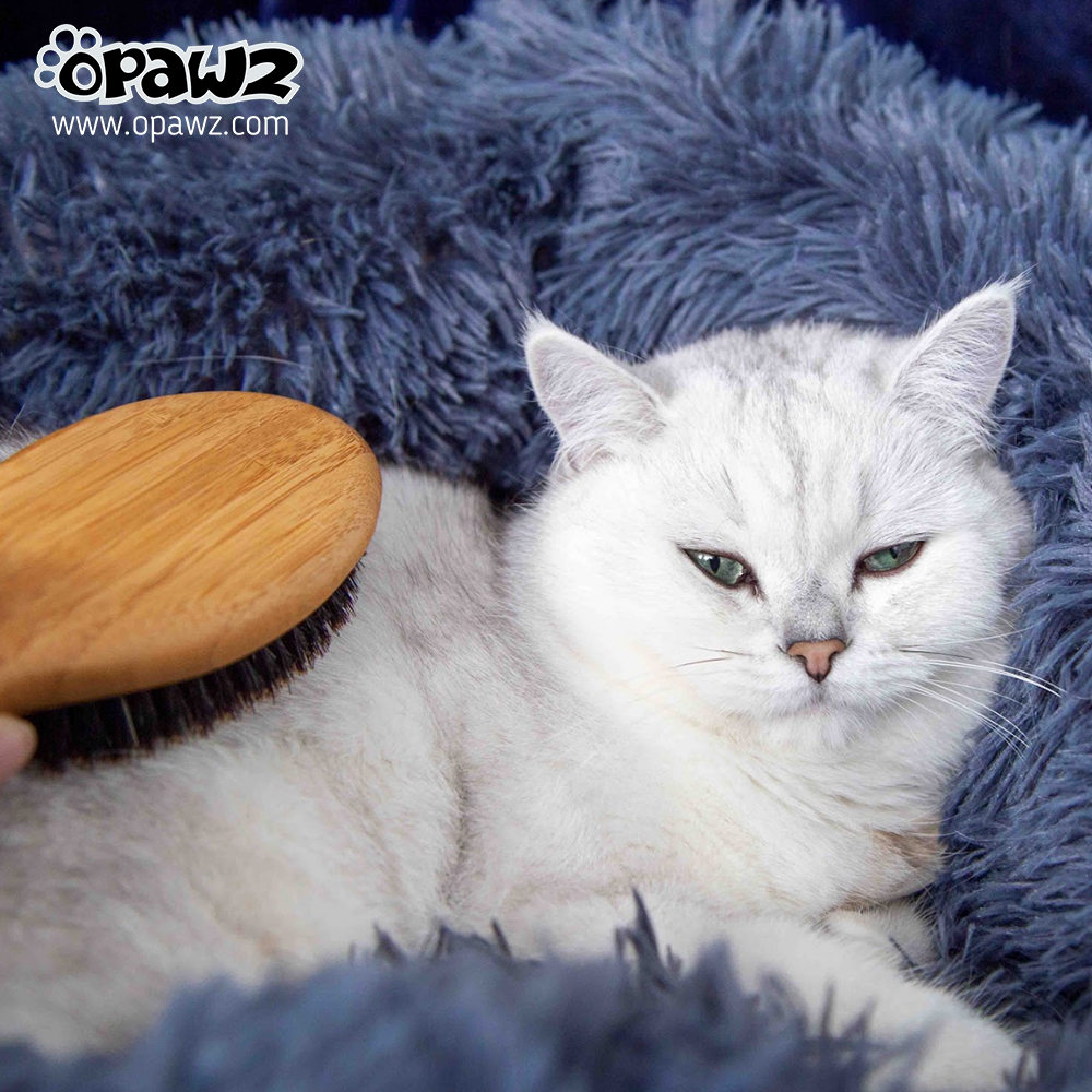 Brush for top medium haired cat