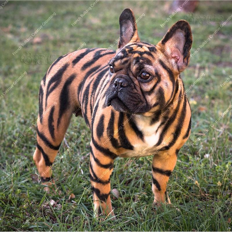 Siberian cheap tiger bulldog
