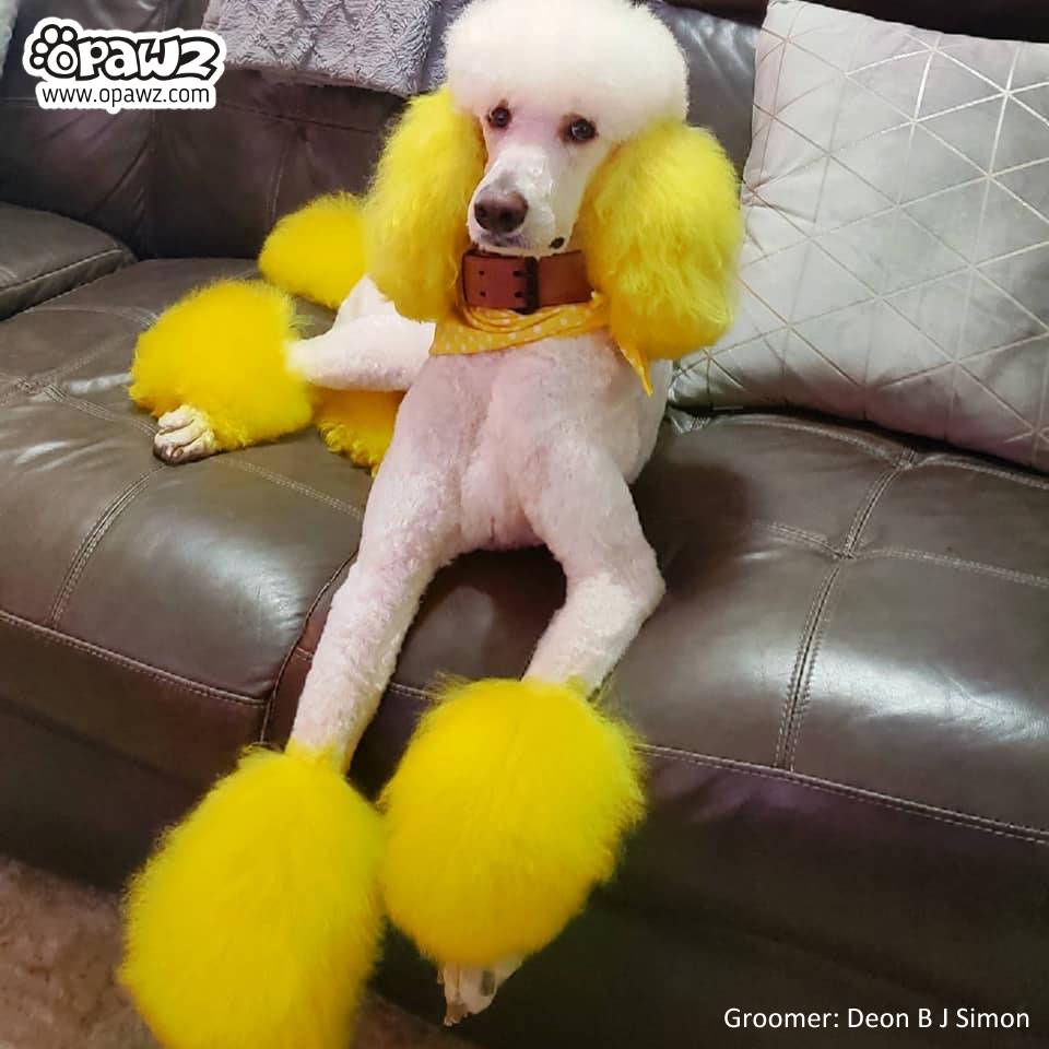 Semi Permanent Dye Flash Yellow SM06 OPAWZ Canada