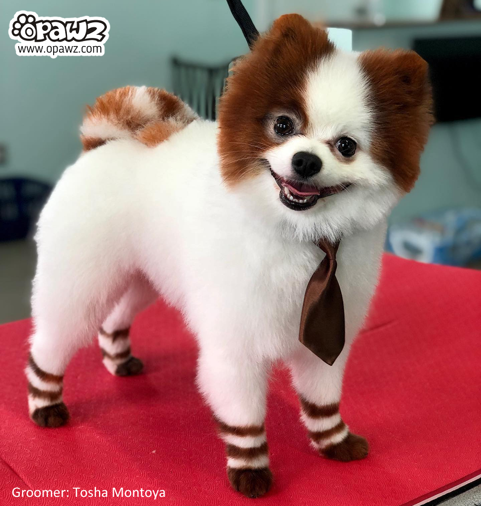 Pomeranian hair dye online