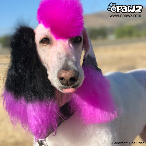 Dog dyed best sale pink