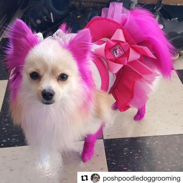 Puppy dye hotsell