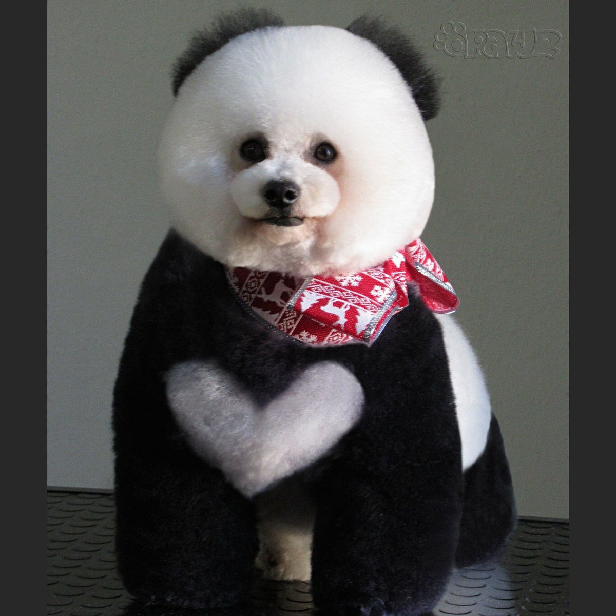 Dog Hair Dye - Super Black (PD12)