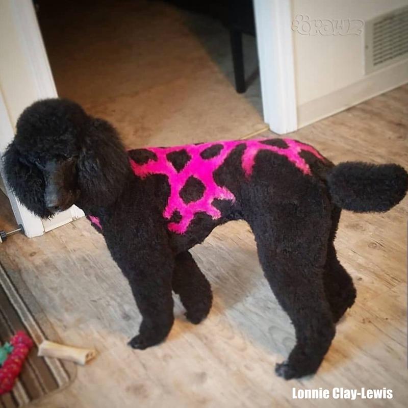 Dog safe fur dye outlet