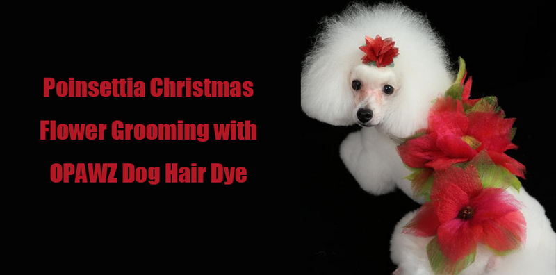 Poinsettia Christmas Flower Grooming with OPAWZ Dog Hair Dye