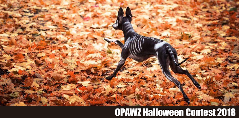 OPAWZ Halloween Contest 2018 Top 3 and Selected Designs - Congratulations!