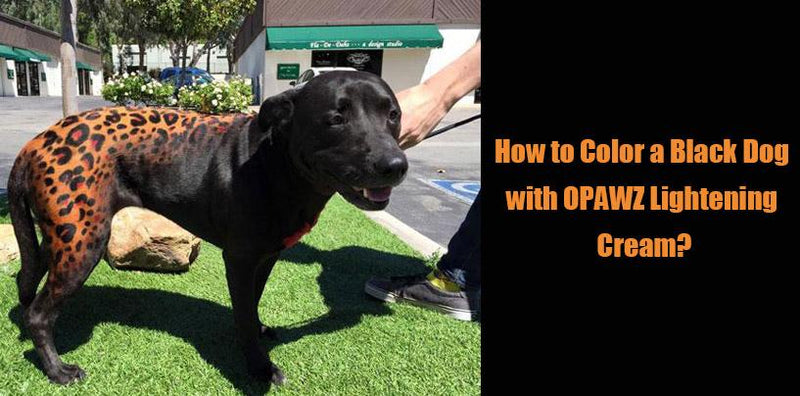 How to Color a Black Dog with OPAWZ Lightening Cream