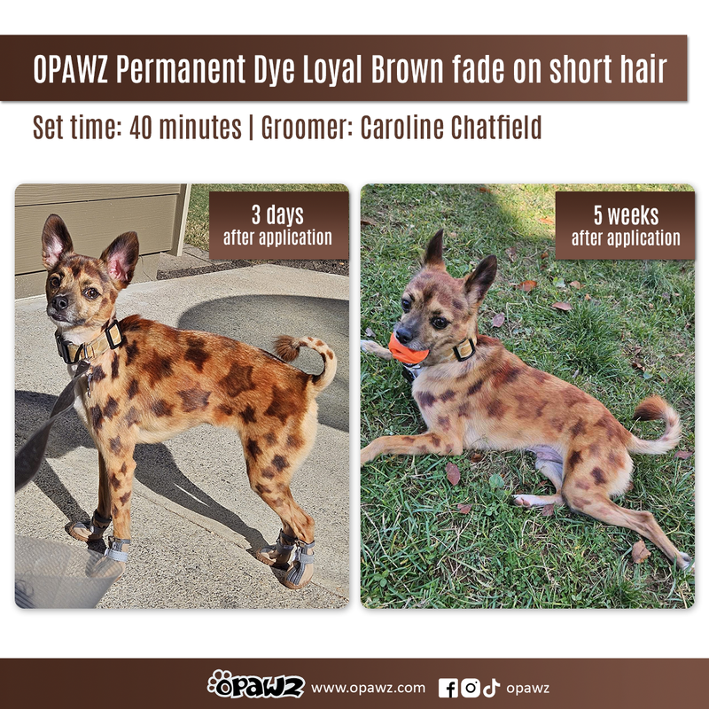 Dog Hair Dye - Loyal Brown (PD08)