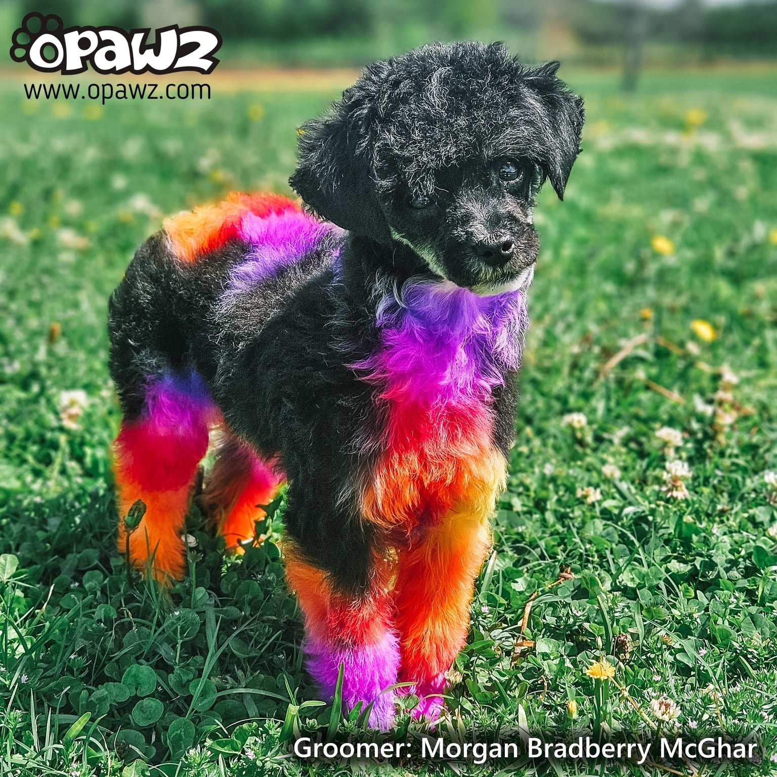 Sunset Colors Value Pack (VP61) – OPAWZ Canada