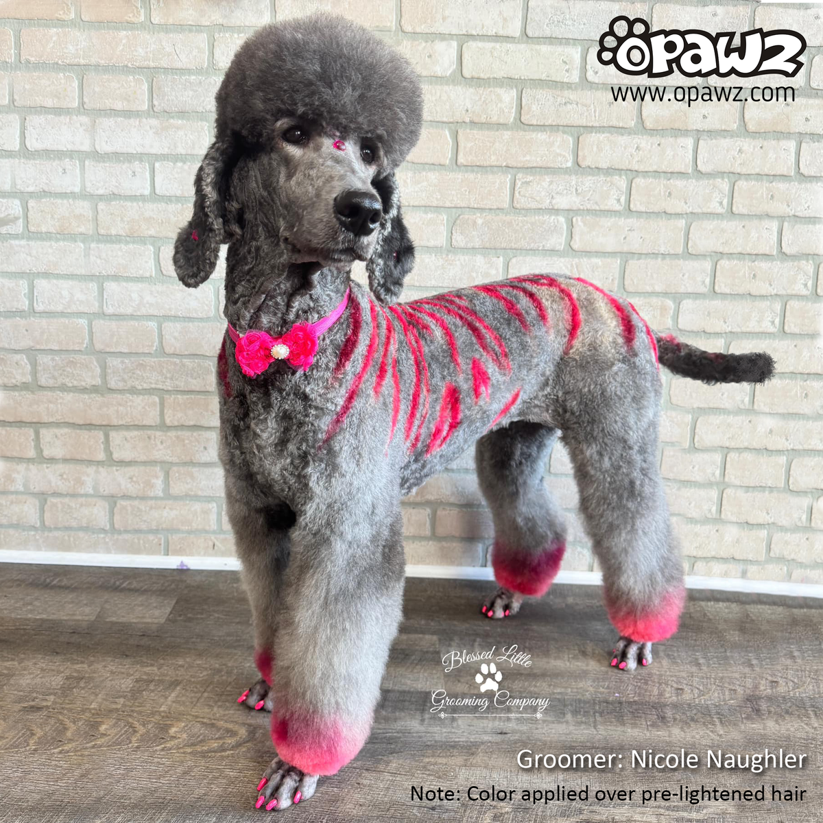 Poodle Puppy Pink Poodle Pet Salon Dog Hair Dye Adrian Pink (PD22