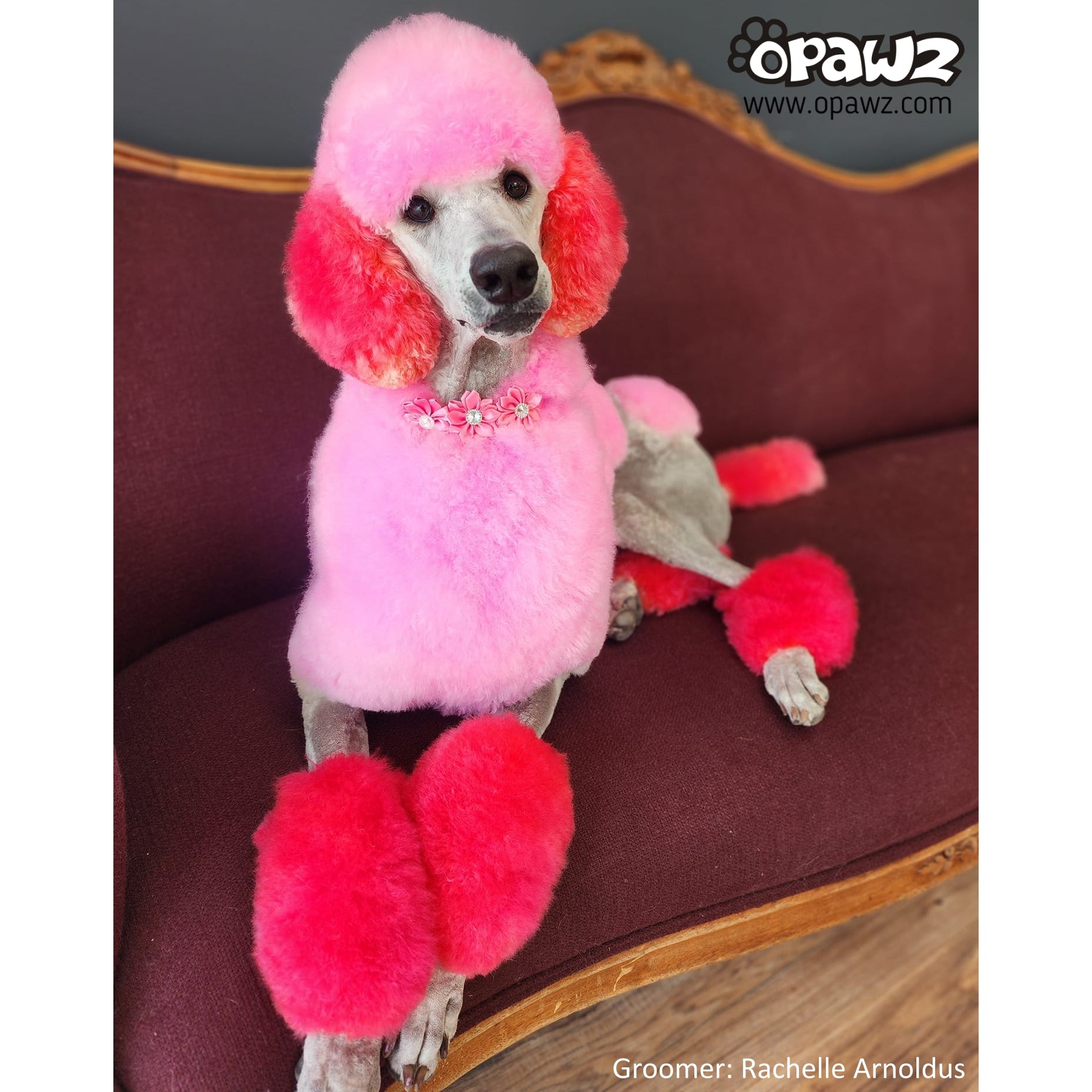 Dog Hair Dye - Adrian Pink (PD22) – OPAWZ Canada