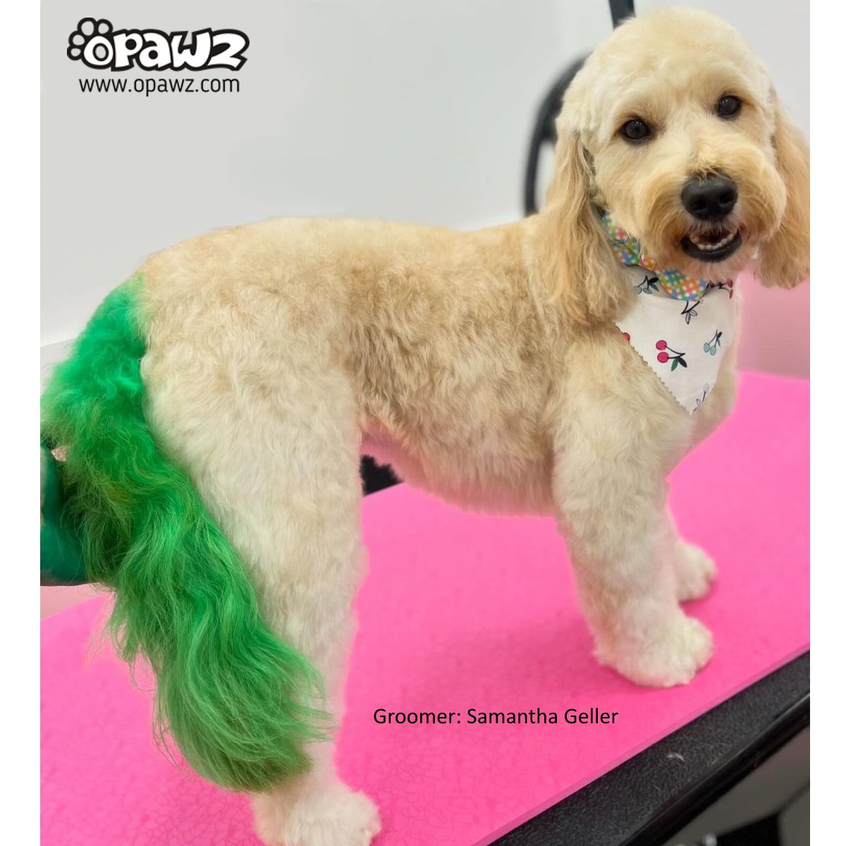 poodle2‼︎ Standard Poodle Topiary - 32