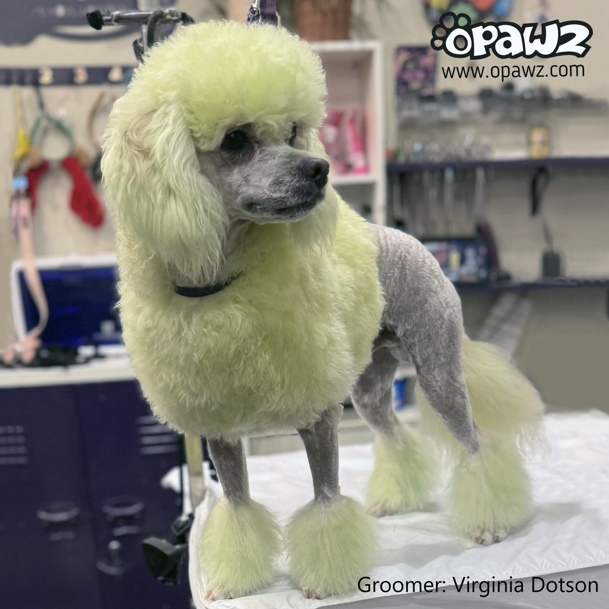 OPAWZ Funky Color Shampoo Green 500ml (FC04) - Main Image