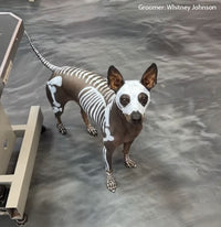 Color Paste - White (TP08)