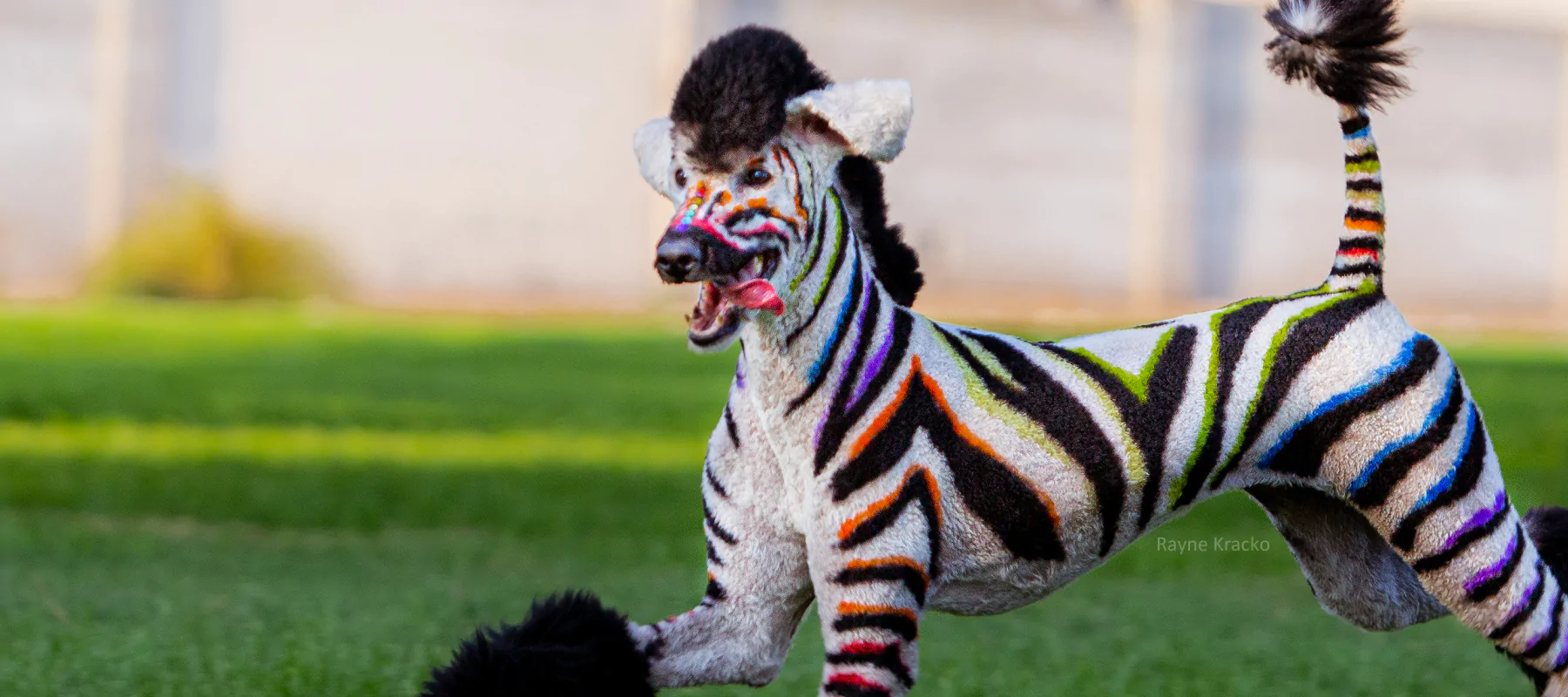 Vegan dye for 2024 dogs