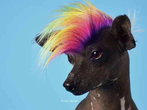 Dog dye near me best sale