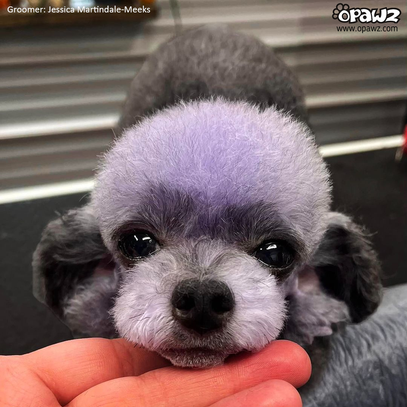 Purple dog shampoo clearance