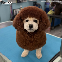 Dog Hair Dye-Teddy Brown (PD30)