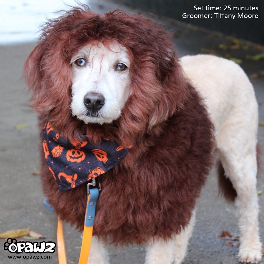 Dog Hair Dye-Teddy Brown (PD30)