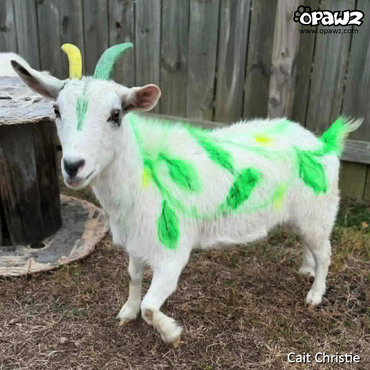 Color Paste-Green (TP04)