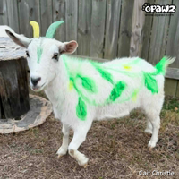 Color Paste-Green (TP04)