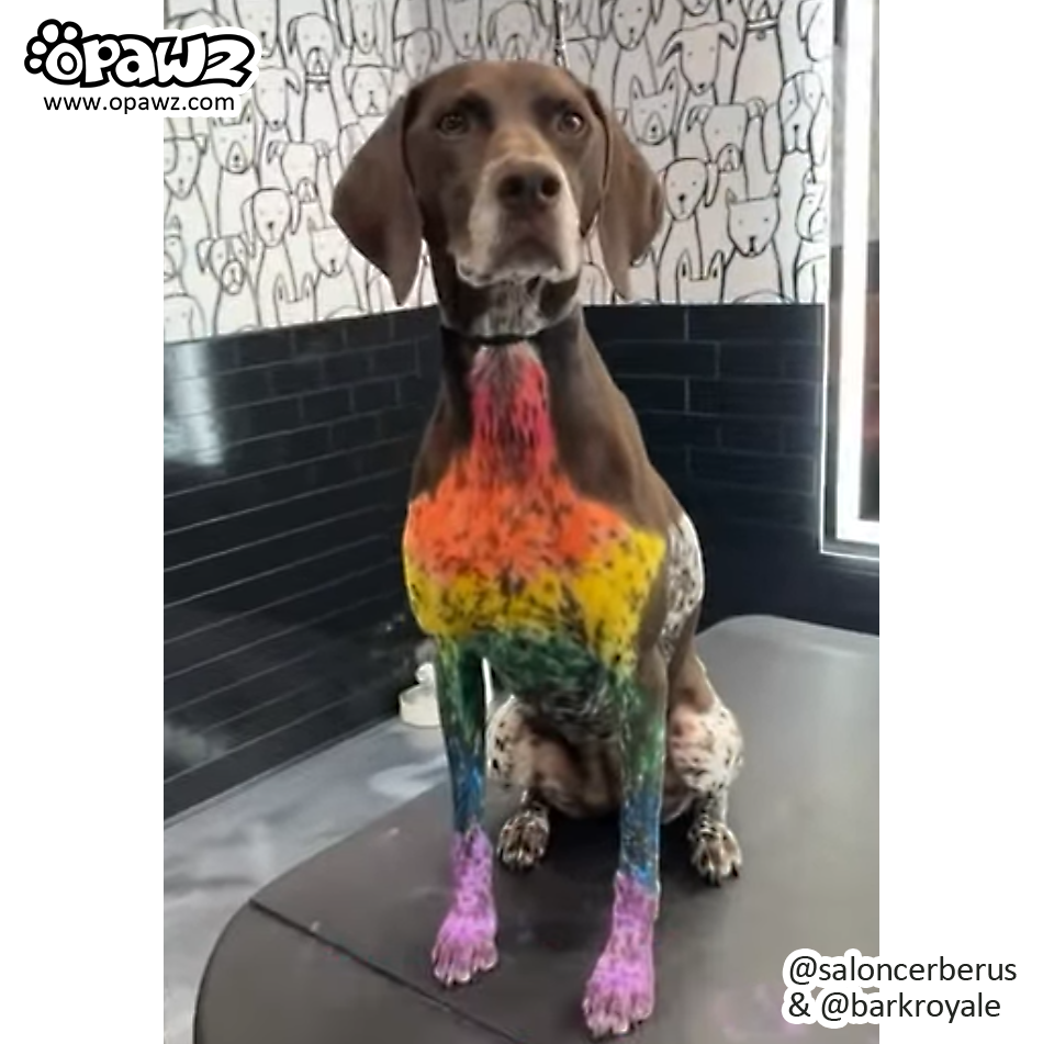 Rainbow Chalk Set (VP46)