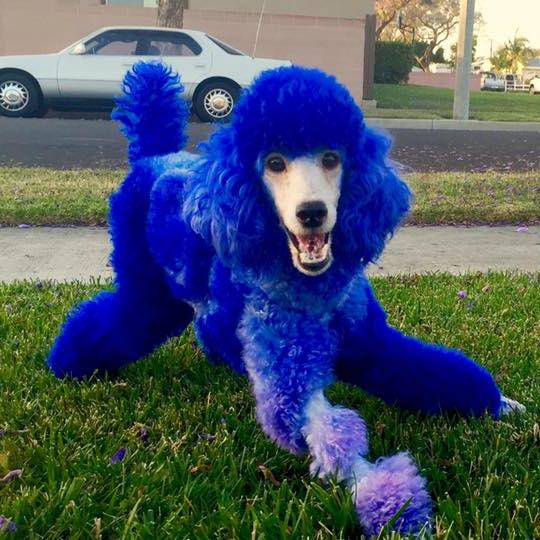 Dog Hair Dye-Navy Blue
