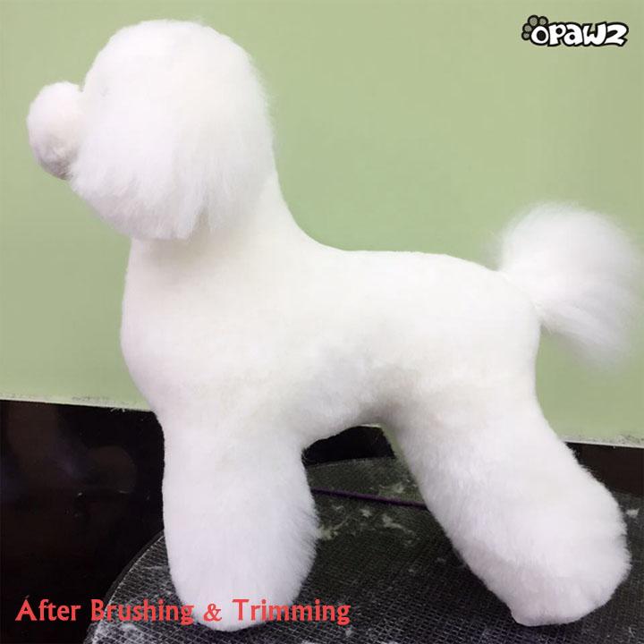 Toy Poodle Model Dog (MD01)