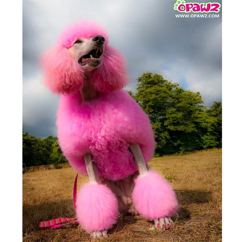 Dog Hair Dye - Charm Pink (PD17) – OPAWZ Canada