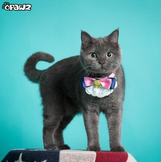 OPAWZ designer collars for pet