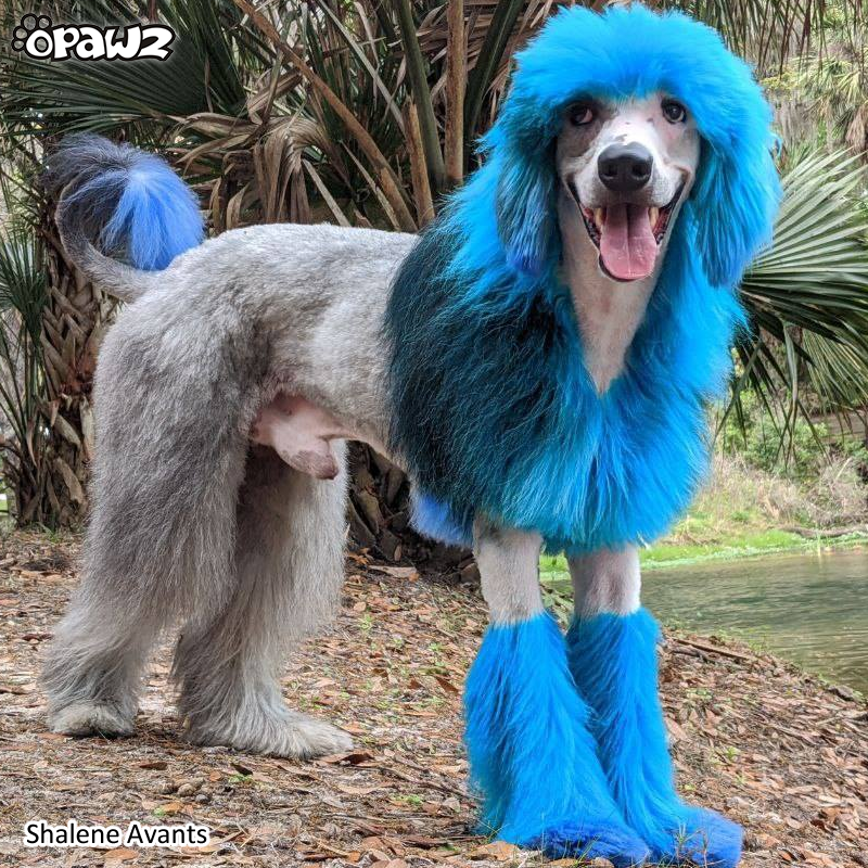 Dog Hair Dye-Innocent Blue (PD05)