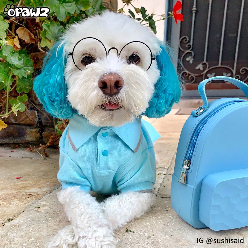 Blue dog top hair dye