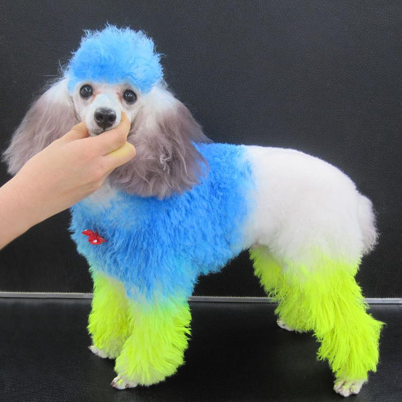 OPAWZ Toy Poodle Model Dog with High-Density Wig Value Pack (VP19)