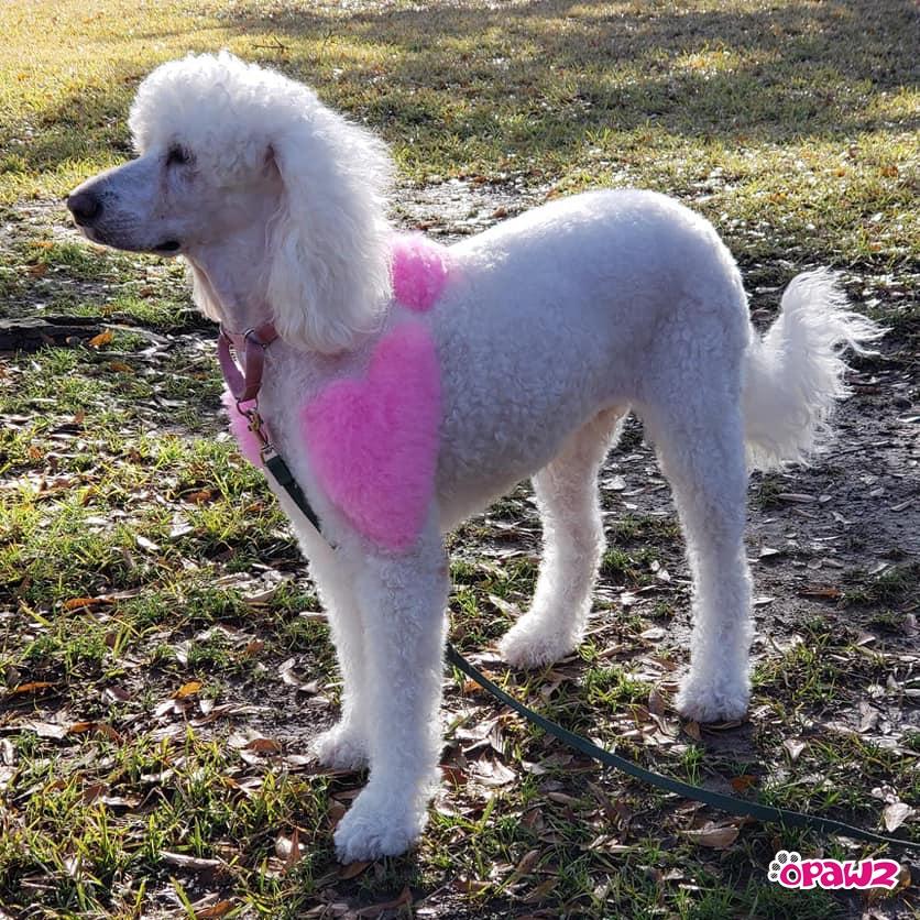 Dog Hair Dye - Charm Pink (PD17) – OPAWZ Canada