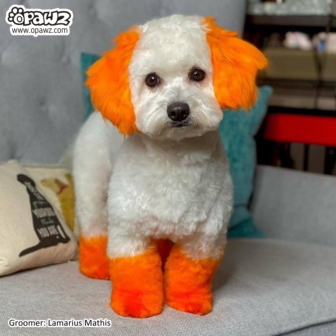 Opawz semi permanent dye online