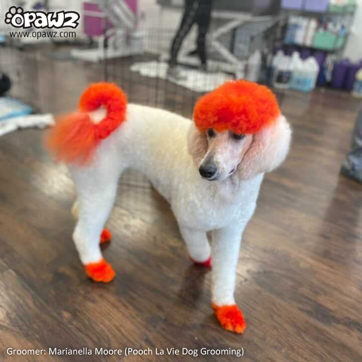 Dog Hair Dye - Flame Orange (PD18)