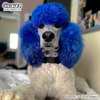 Dog Hair Dye-Cobalt Blue (PD11)