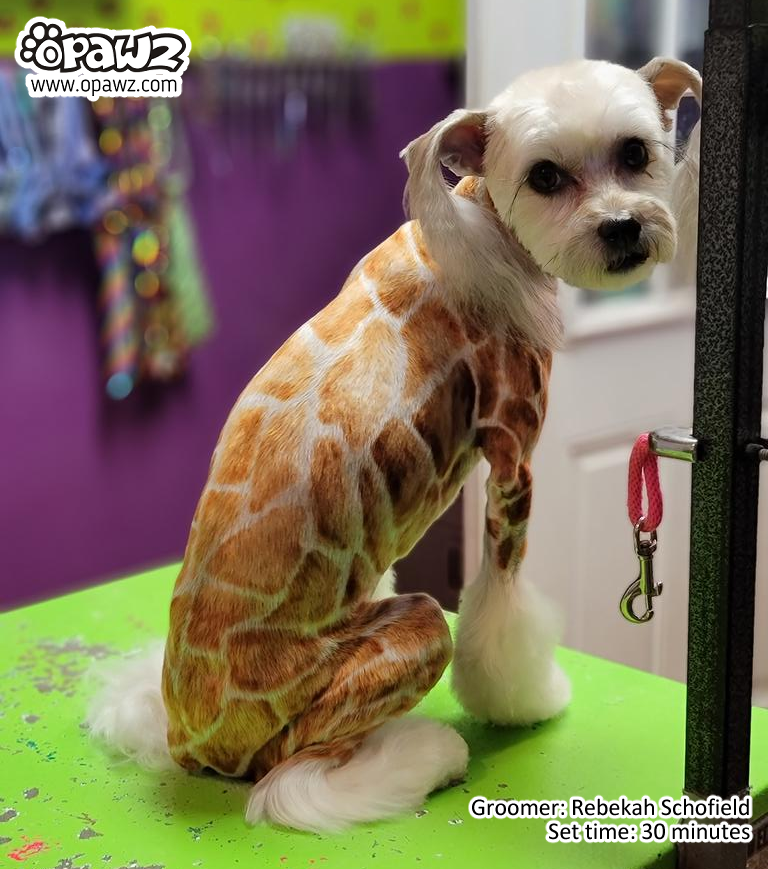 Natural dog hair sales dye