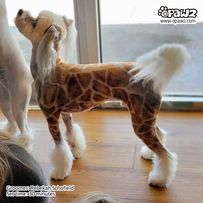 Natural dog hair dye best sale