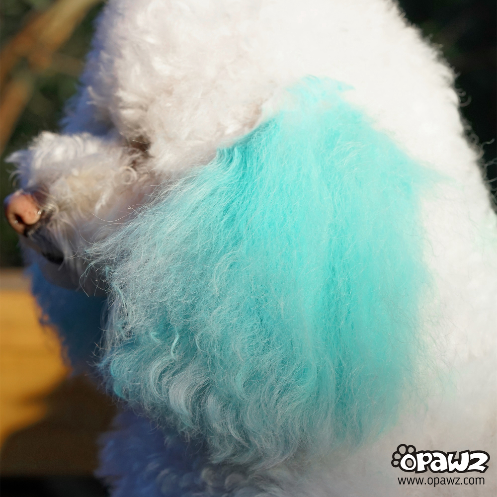 Pet Hair Chalk - Turquoise (TC12)