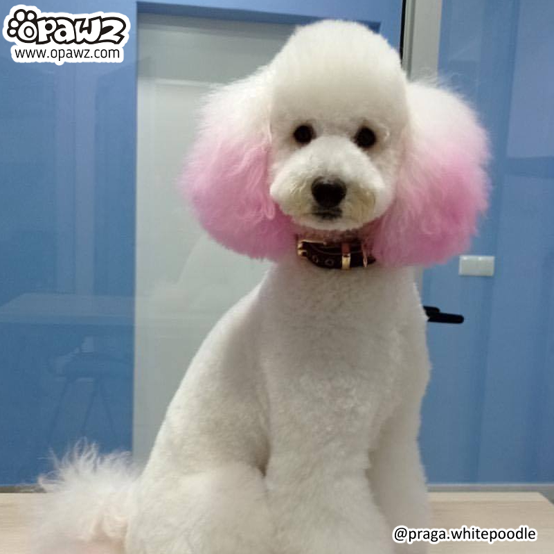 Poodle Hembra Corte De Pelo De Perro French Perros Peludos Poodle