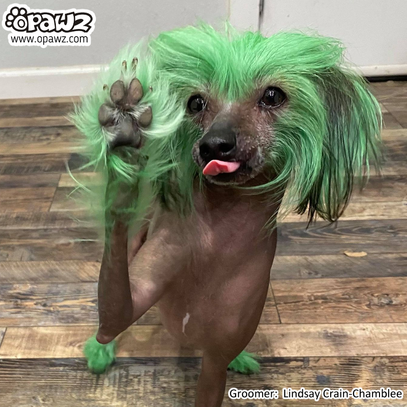 Pet Hair Chalk-Green (TC05)