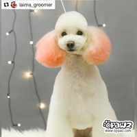 Pet Hair Chalk - Orange (TC03)