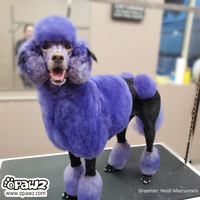 Dog Hair Dye - Indigo Purple (PD06)