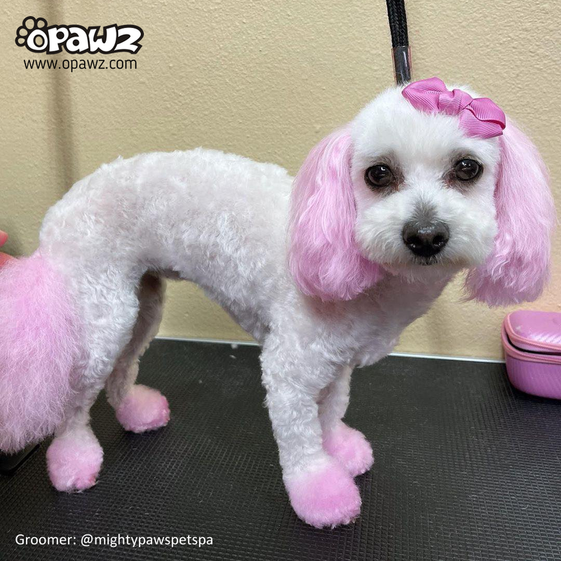 Pink dog dye best sale
