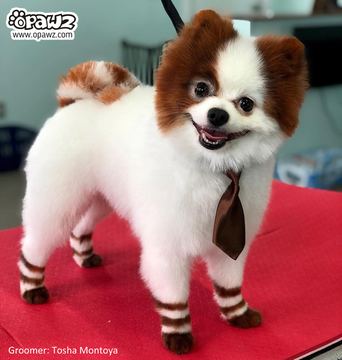 Animal dye for 2024 dogs