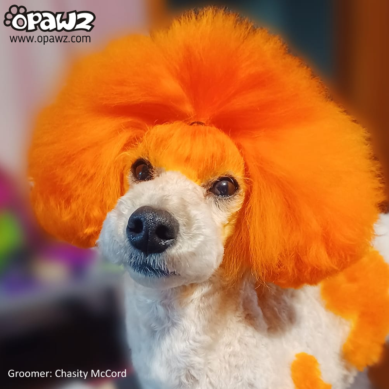 Dog Hair Dye - Ardent Orange (PD02)