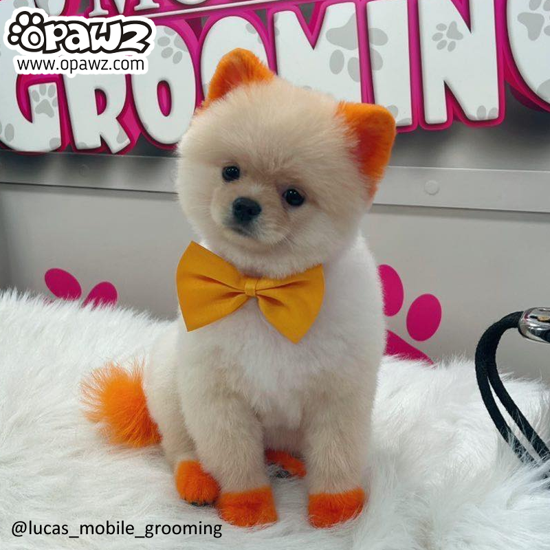 Pomeranian hair cheap dye