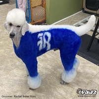 Dog Hair Dye-Cobalt Blue (PD11)