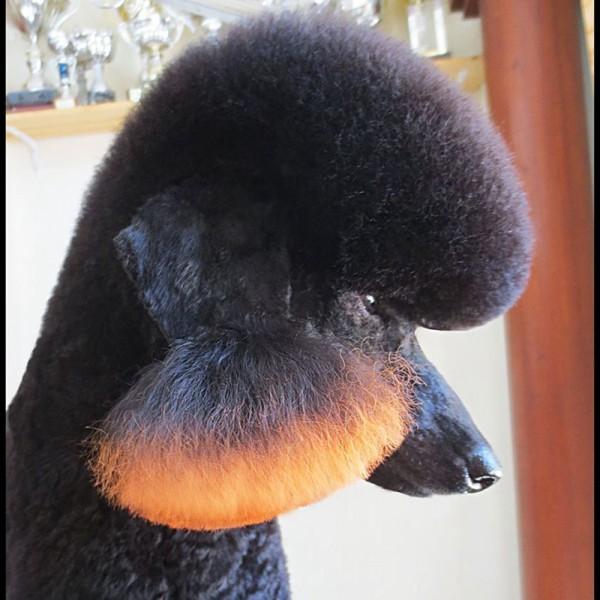 Pet Hair Chalk - Orange (TC03)